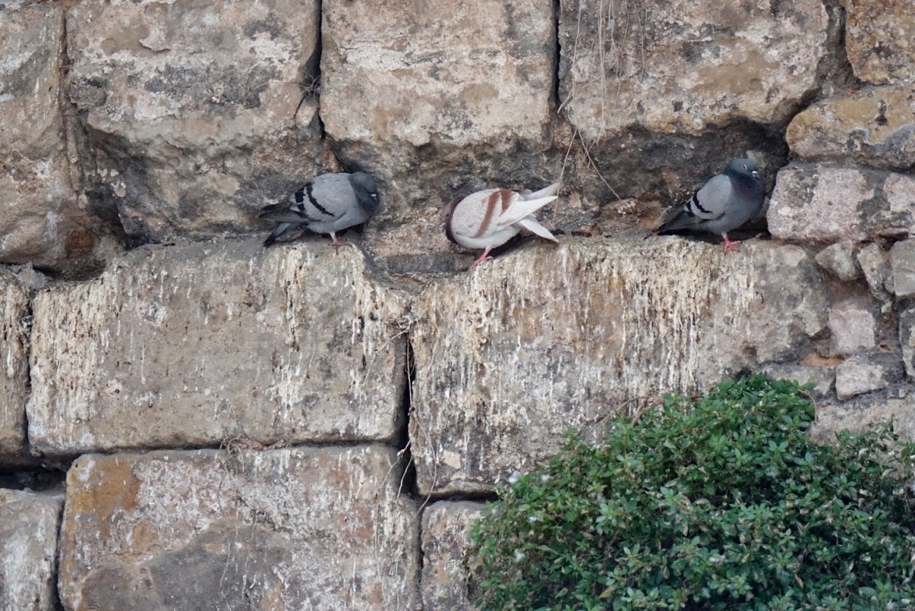 Mängder av duvor bodde på väggarna