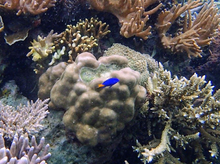 Chrysiptera parasema (Yellow-tail Blue Damselfish), Lusong Island, Coral Garden Reef, Palawan, Philippines.