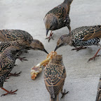 2012-10-15 MON - Bird Eat Bird - Washington, DC #1vsM