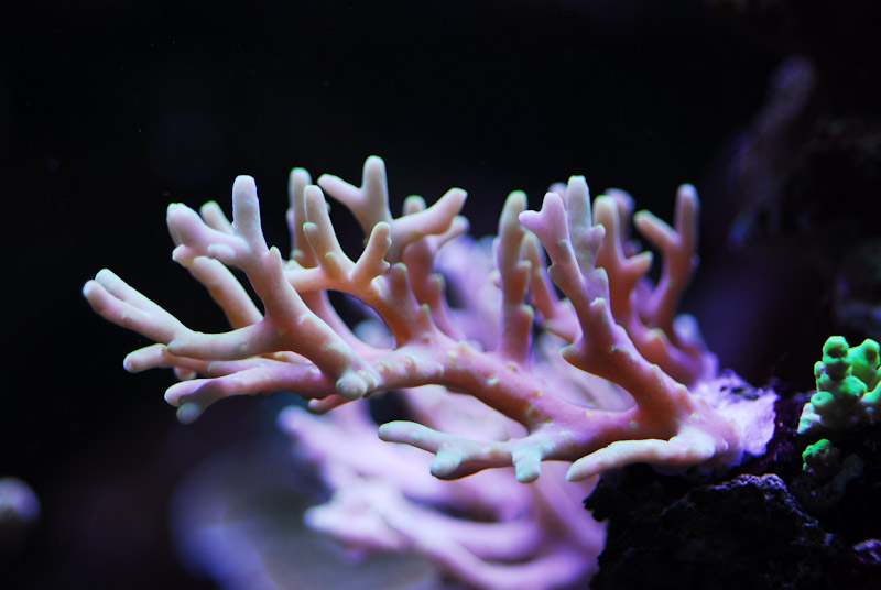 coral20110527-18.jpg