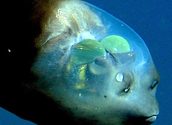 transparent head fish
