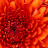 Ada Greer avatar image