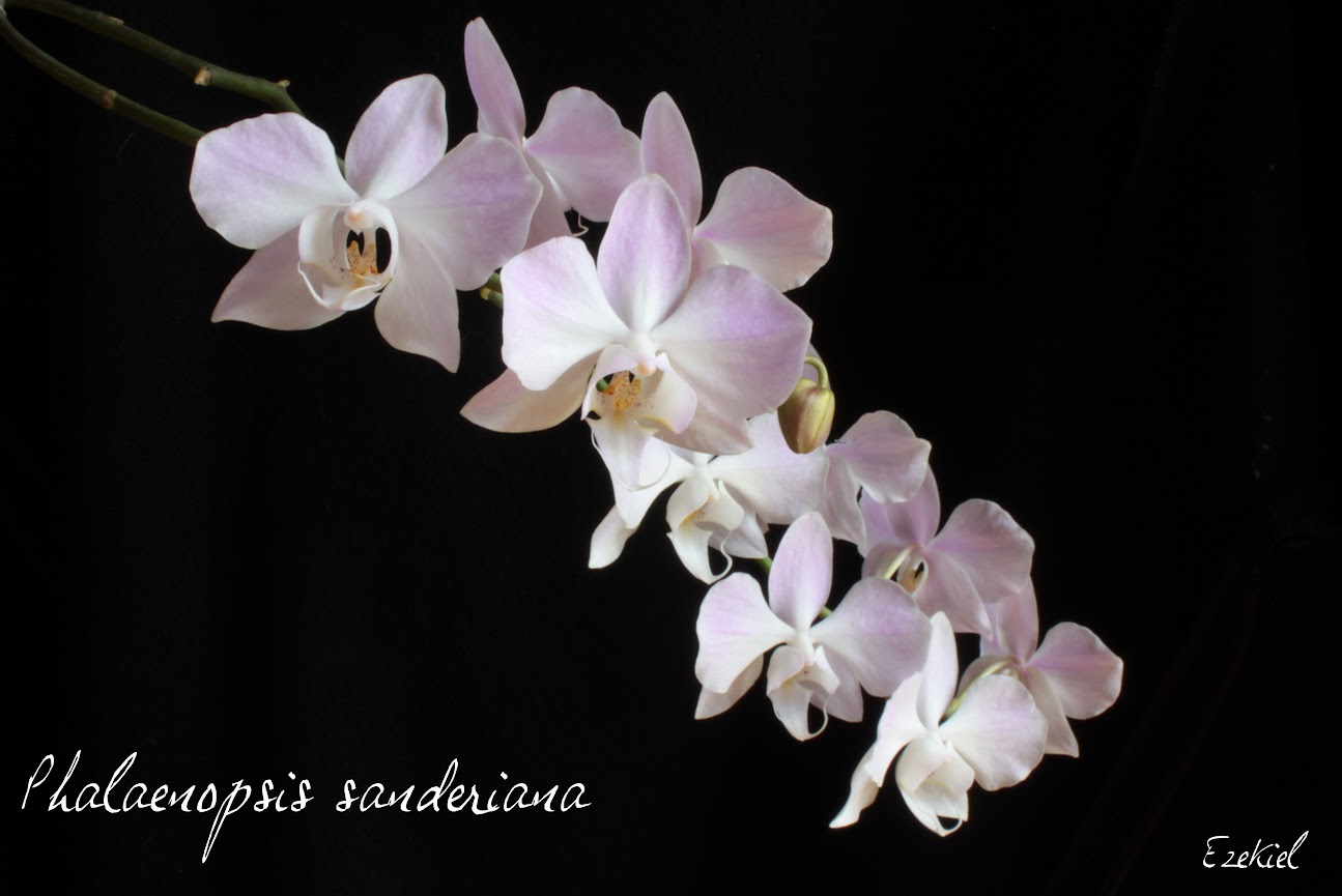 Phalaenopsis sanderiana IMG_9072