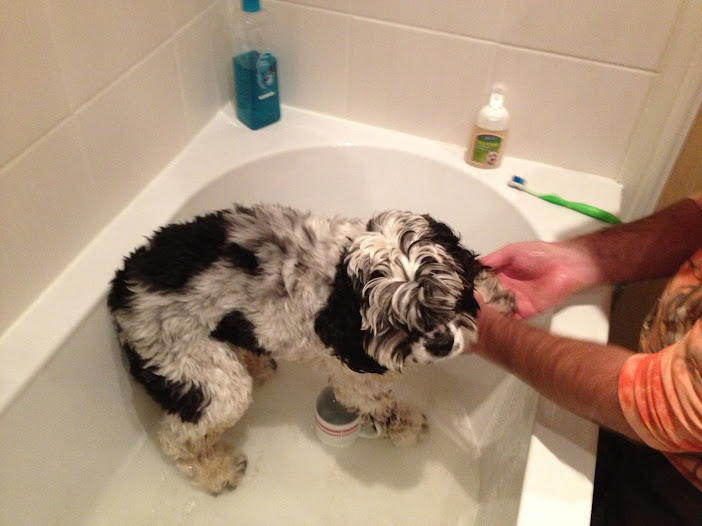Charlie Brown, American cocker spaniel, at bath time
