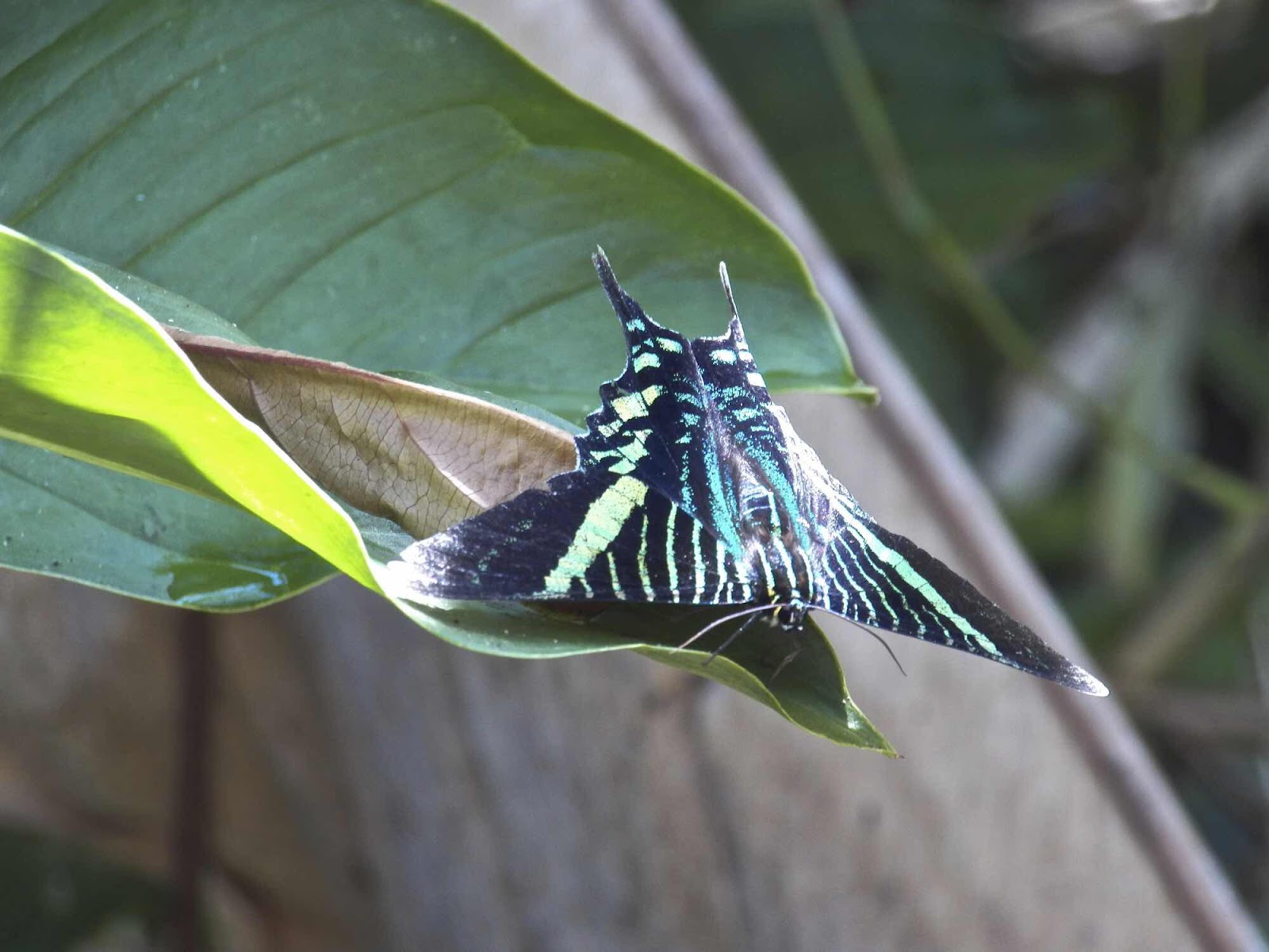 Butterfly, Refugio Nacional de Vida Sylvestre Barù, Costa Rica