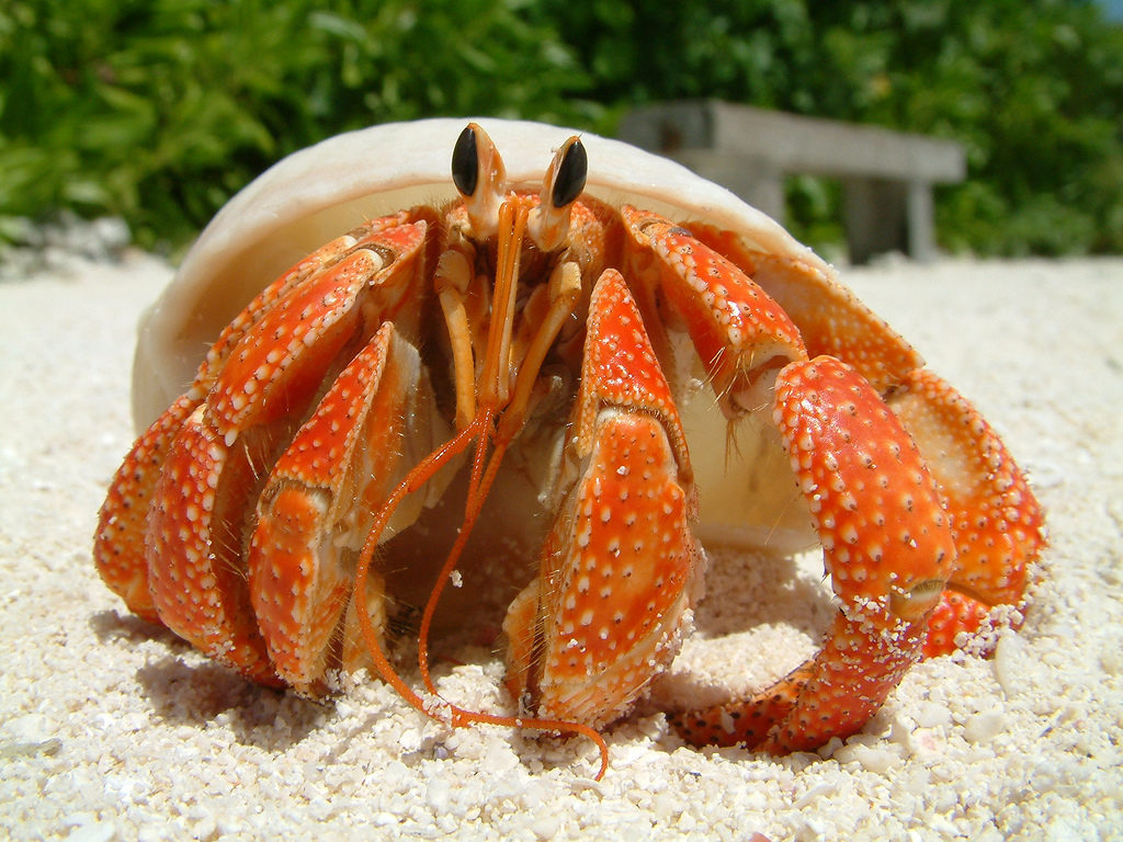 Hermit Crabs