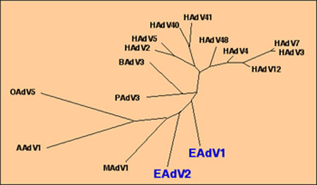 Unrooted phylogenetic tree inferred from the nucleotide sequences of the hexon genes of EAdV1 and EAdV2 and 14 other adenoviruses of the genus Mastadenovirus. The data was processed with the program DNAML (PHYLIP package). The branches were highly significant (p<0.01) and their lengths are equivalent to the evolutionary distance between the viruses [9,10]. Key: AAdV, avian adenovirus; BAdV, bovine adenovirus; EAdV, equine adenovirus; HAdV, human adenovirus.
