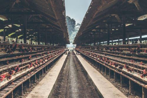 Six Essential Equipment You Need to Run a Modern Poultry Farm