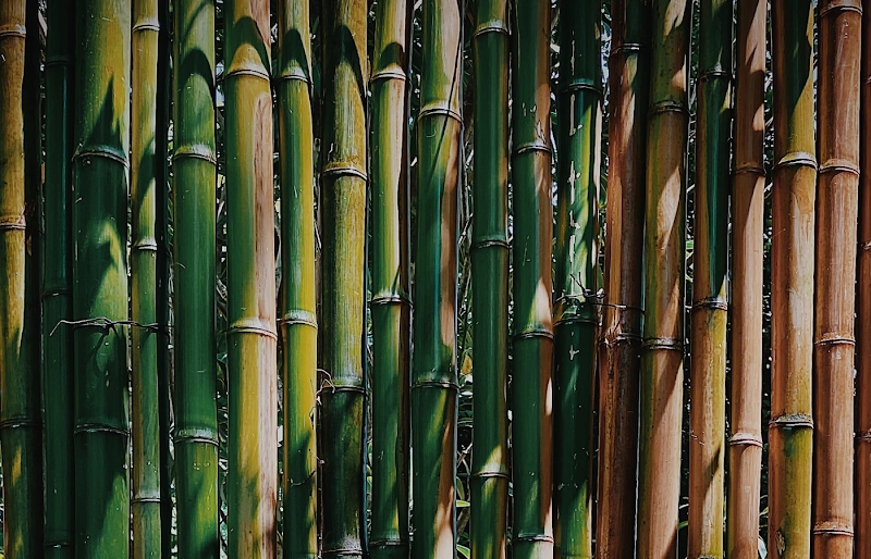8 Gründe, warum sie Kleidung aus Bambus tragen sollten | EcoBamboo