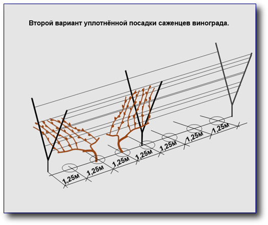 Вариант уплотненной посадки винограда