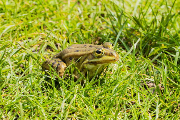 8,701 Frog Grass Stock Photos, Pictures &amp; Royalty-Free Images - iStock