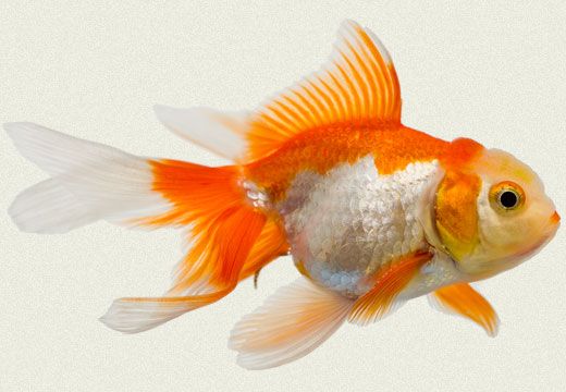 How Long Can Goldfish Go Without Food?
