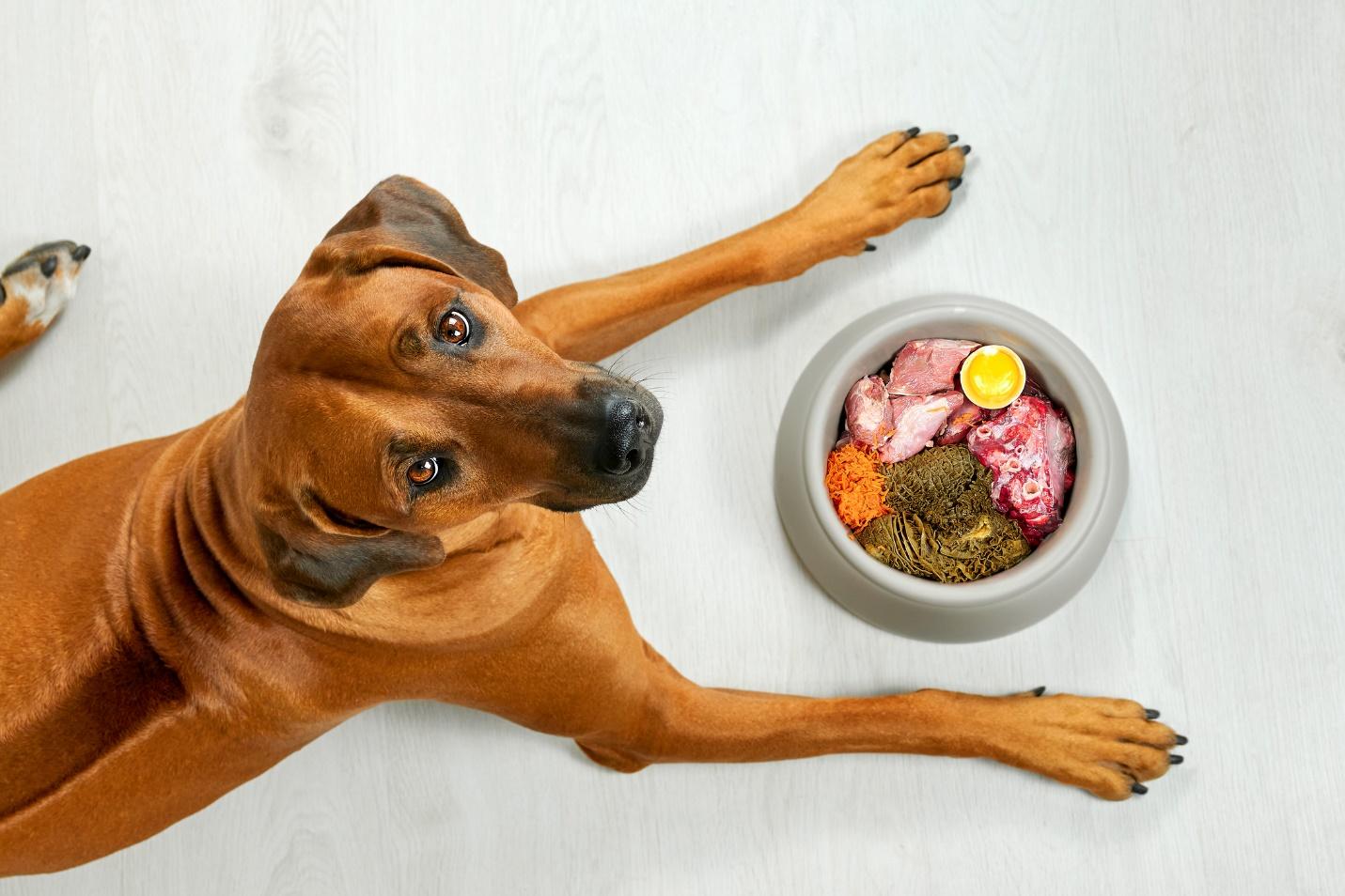 Raw Diets for Dogs: Are They Safe? Do Vets Recommend? - BARK Post