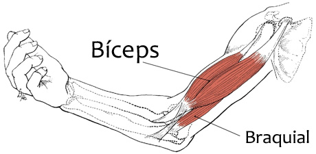 Resultado de imagen para BICEPS BRAQUIAL