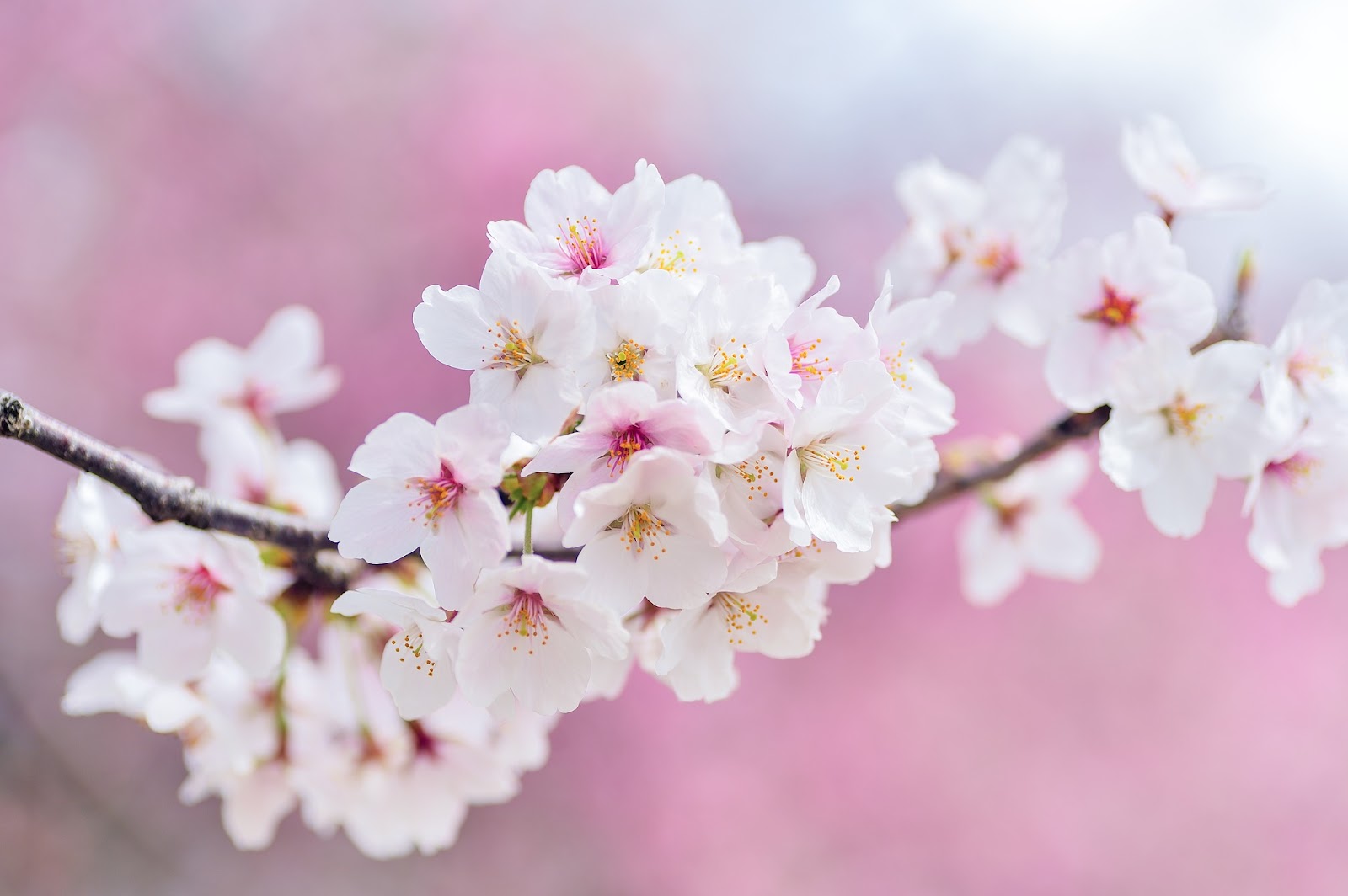 桜