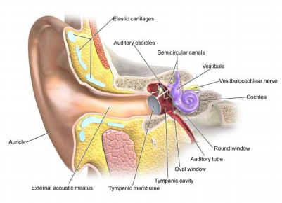 A diagram of the ear