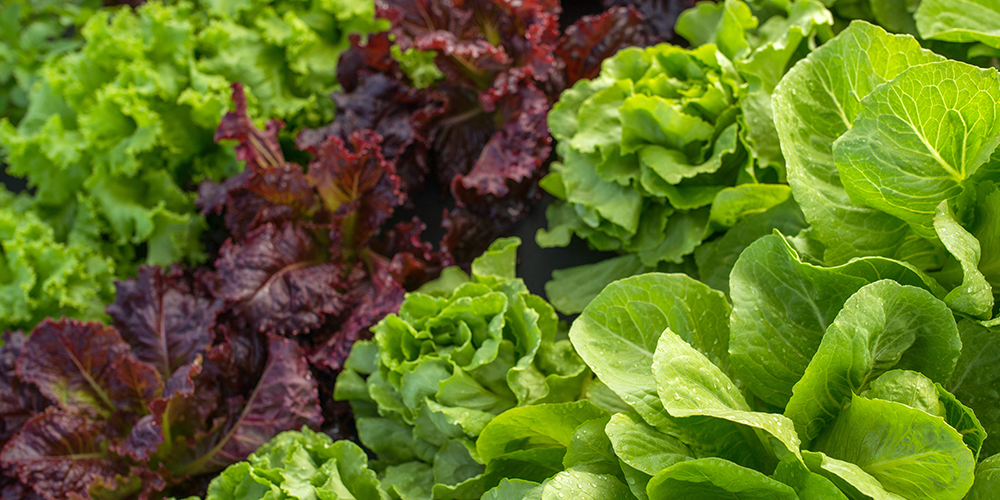 Salad Greens
