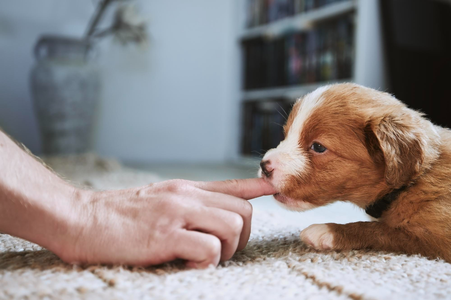 This is an image of a puppy chewing on a finger.