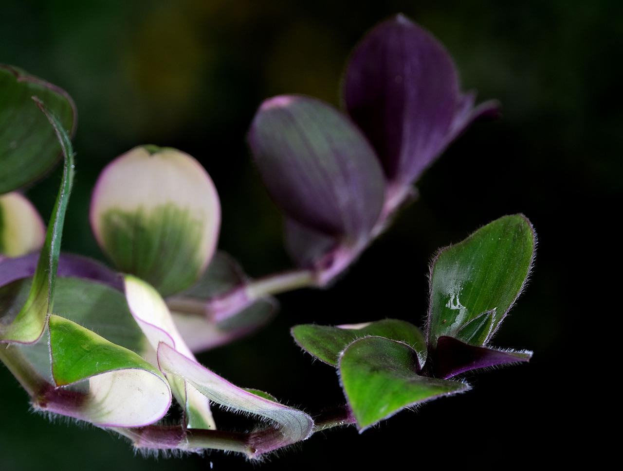 Closeup of purple and green spiderwort leaves