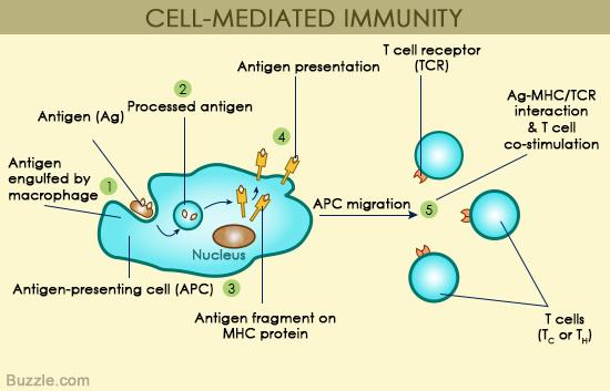 cell-mediated-immunity.jpg