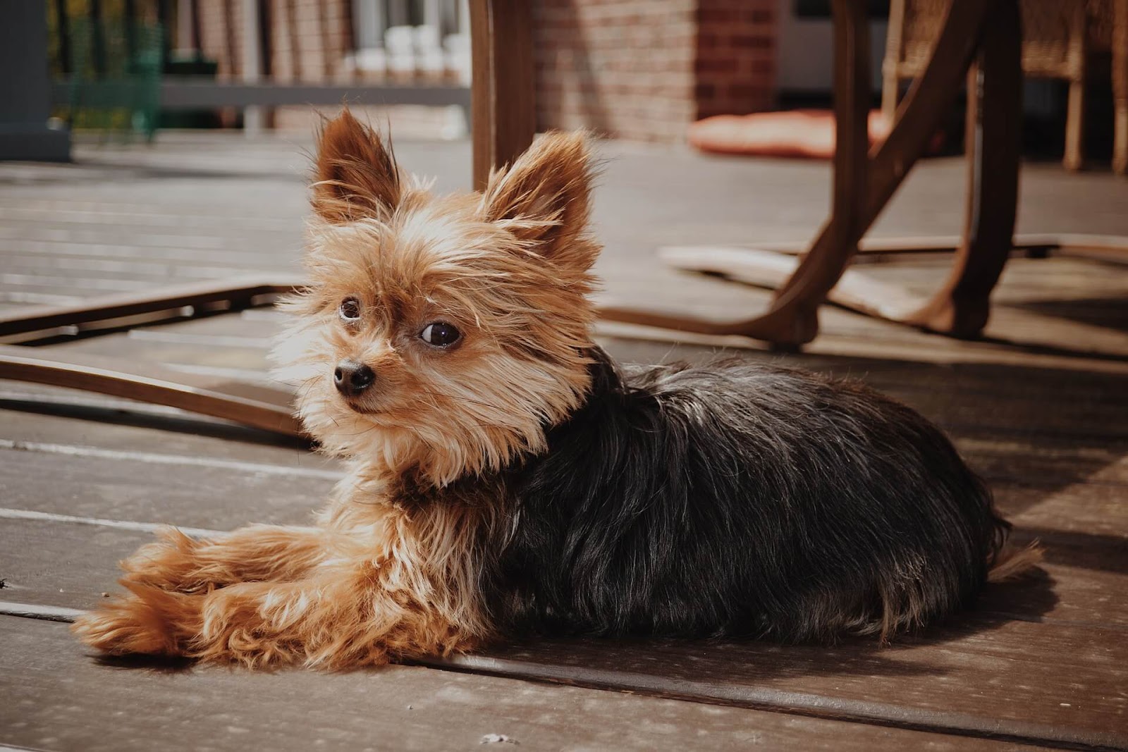 How To Get Rid Of Fleas On A Yorkie?