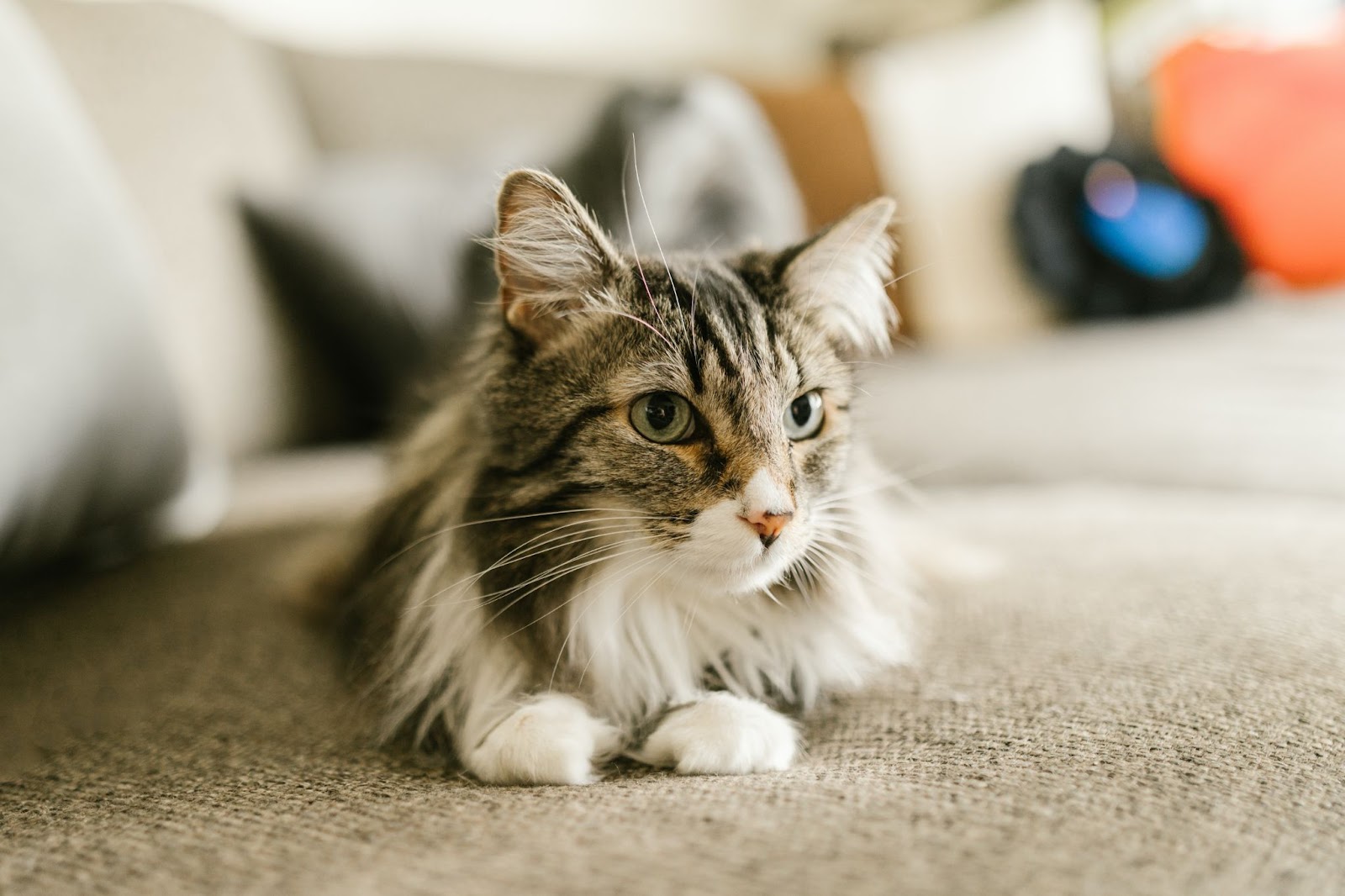 how to stop cats from peeing on carpet