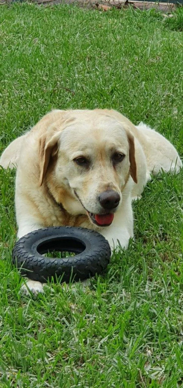 happy labrador lying on the grass with her toy