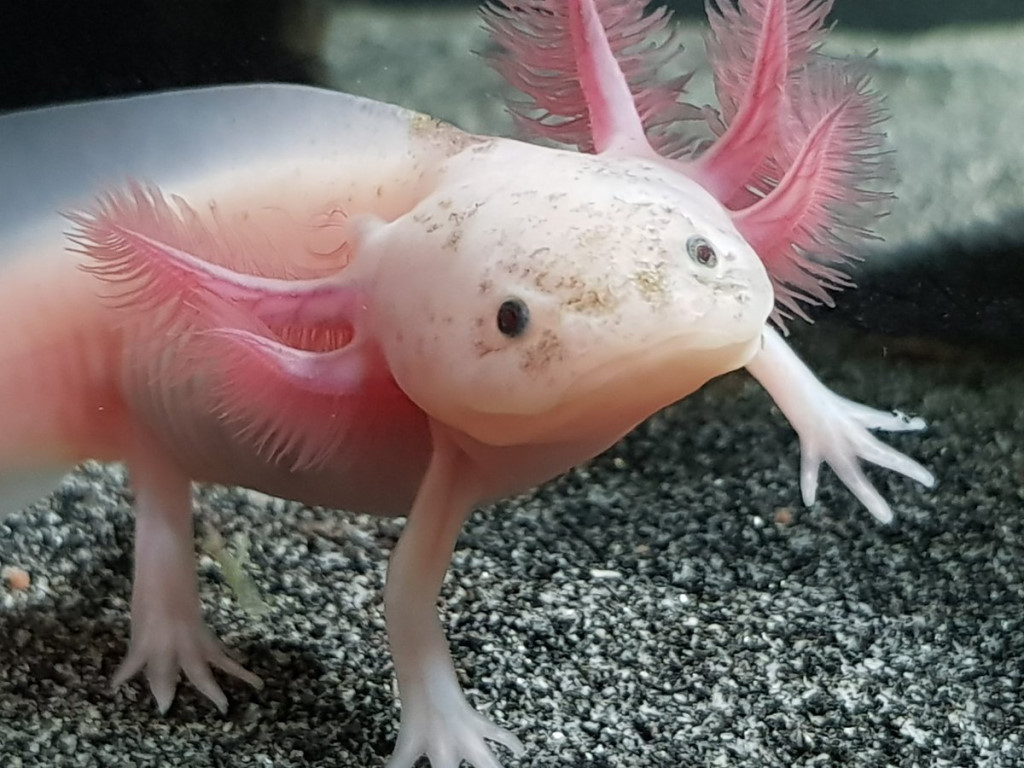 Can Axolotls Eat Nightcrawlers