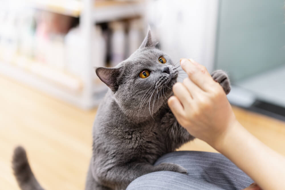 best cbd treats for cats