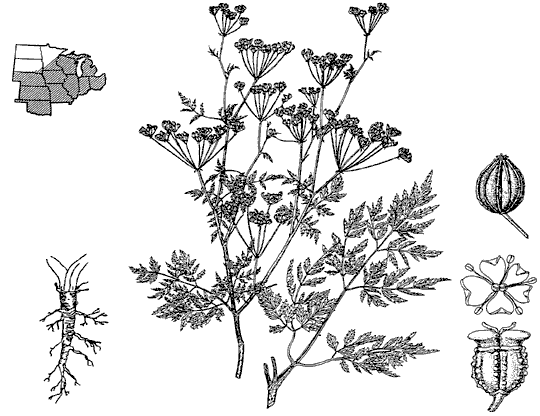 Note the large pinnately divided leaves, the flat-topped clusters of flowers and fruits, the female flower (enlarged, lower right) with enlarged male flower above, and ribbed fruit capsule (enlarged, right center) of this poisonous herb