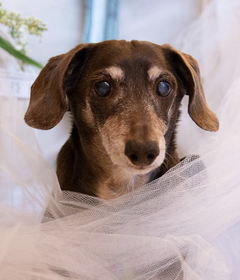 dog in tulle
