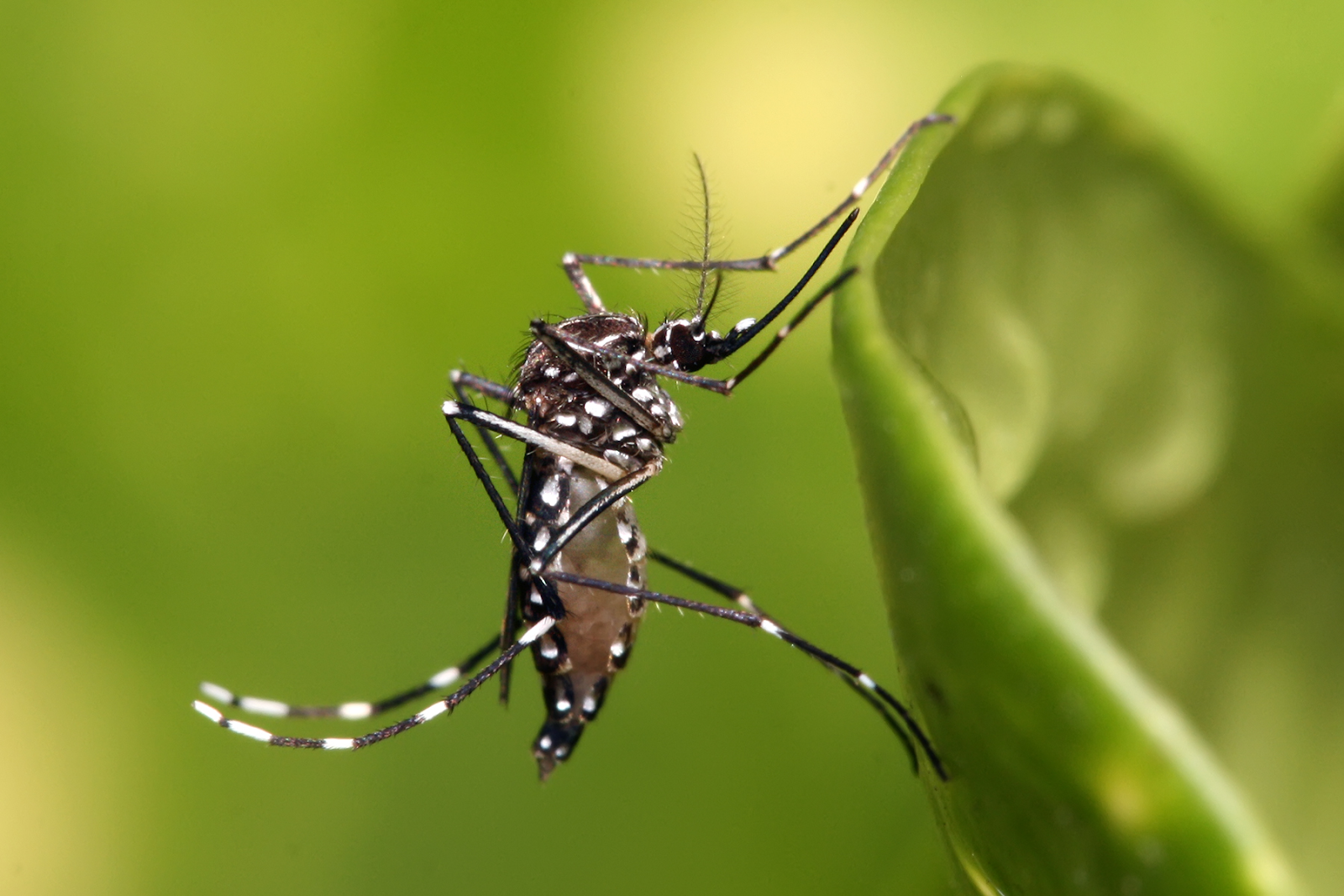 Các loại muỗi ở Việt Nam thường gặp – Đâu là muỗi gây bệnh?
