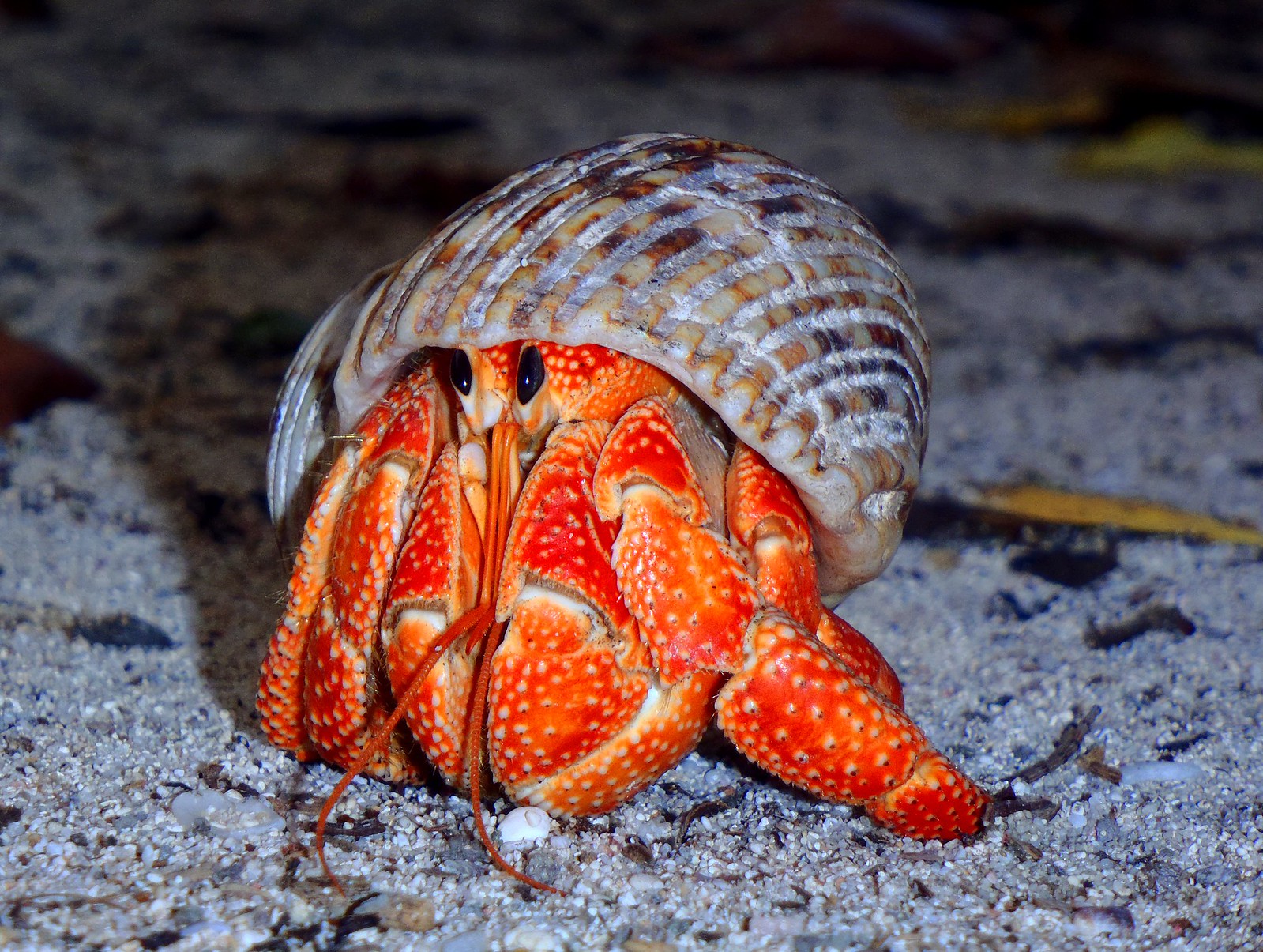 Can Hermit Crabs Eat Oranges