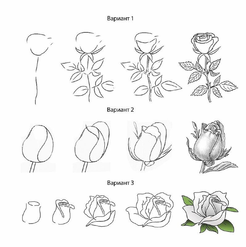 Как нарисовать поэтапно цветы