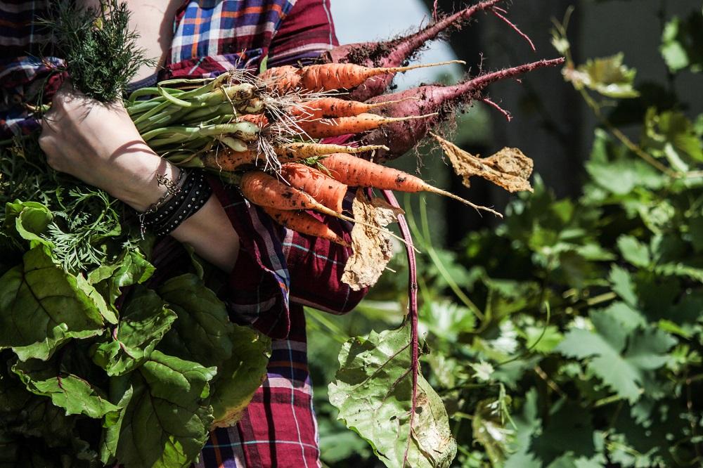 kweek je eigen groenten in de moestuin 