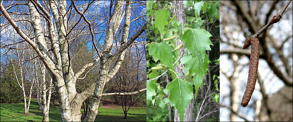 GRAY BIRCH TREE:  Trunk, distinctive leaves, small catkins on tree for at least 3 seasons in different forms.  