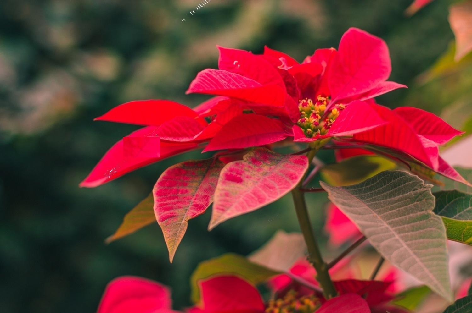 Are Poinsettias Poisonous to Dogs? 3 0R BOWbExiQAxtLgXd7nt9MqPCly8ZKxercHud dq2WeMe0u3LvwGFexzVBOaqhh9wxZSZ0zlk DVoXKgH7szBBn7qUxH00 Uz3hmErvFrbhoqw1AbcIIh bOke5ia7dCrgNPc juf314WFpIQntPdw