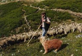 Resultado de imagen de ganaderia trashumante españa