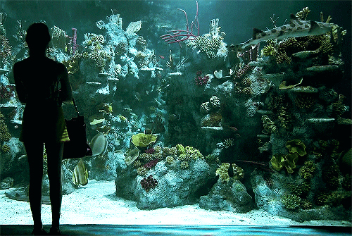 56990-The-Aquarium.gif