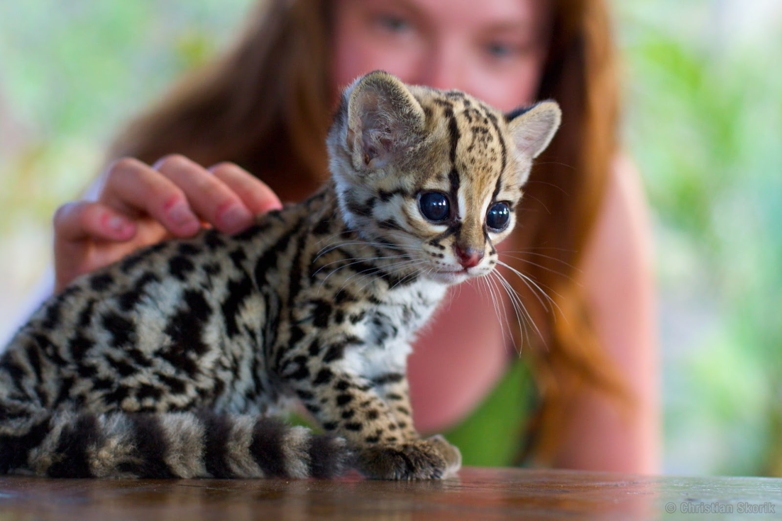 Ocelot