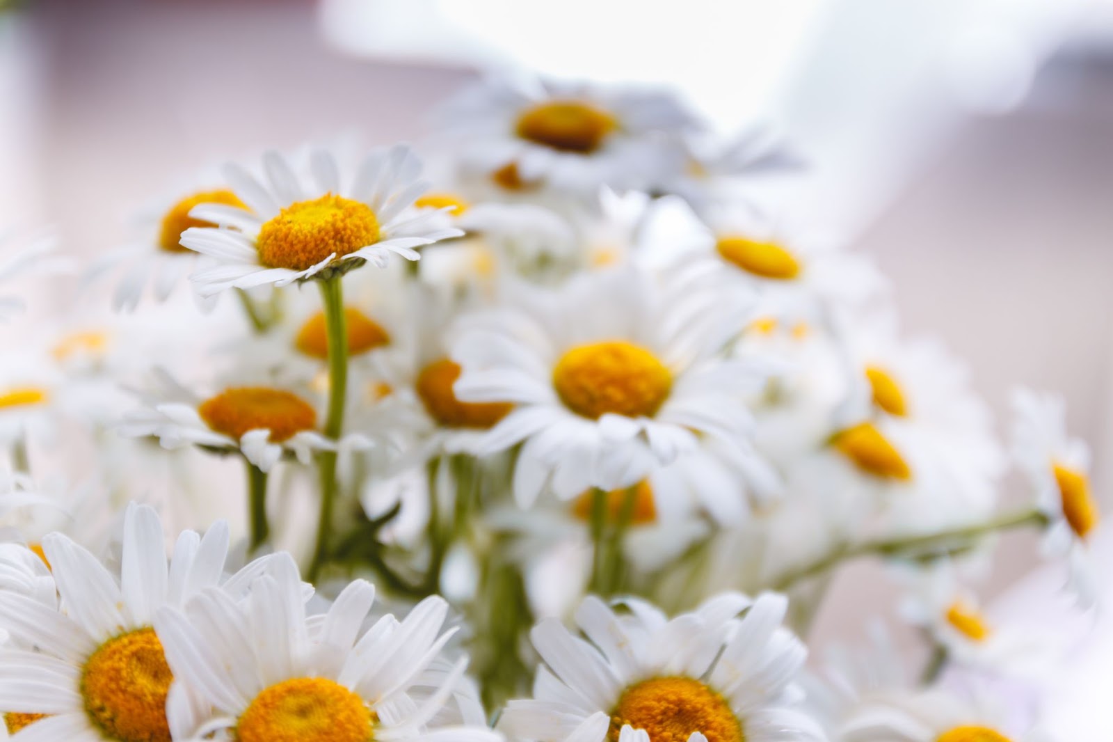 Çiçek Açmış Beyaz Papatyalar