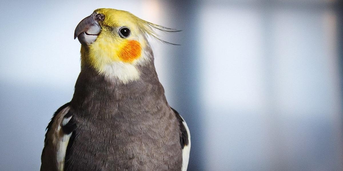 Pássaro em cima da cabeçaDescrição gerada automaticamente com confiança média