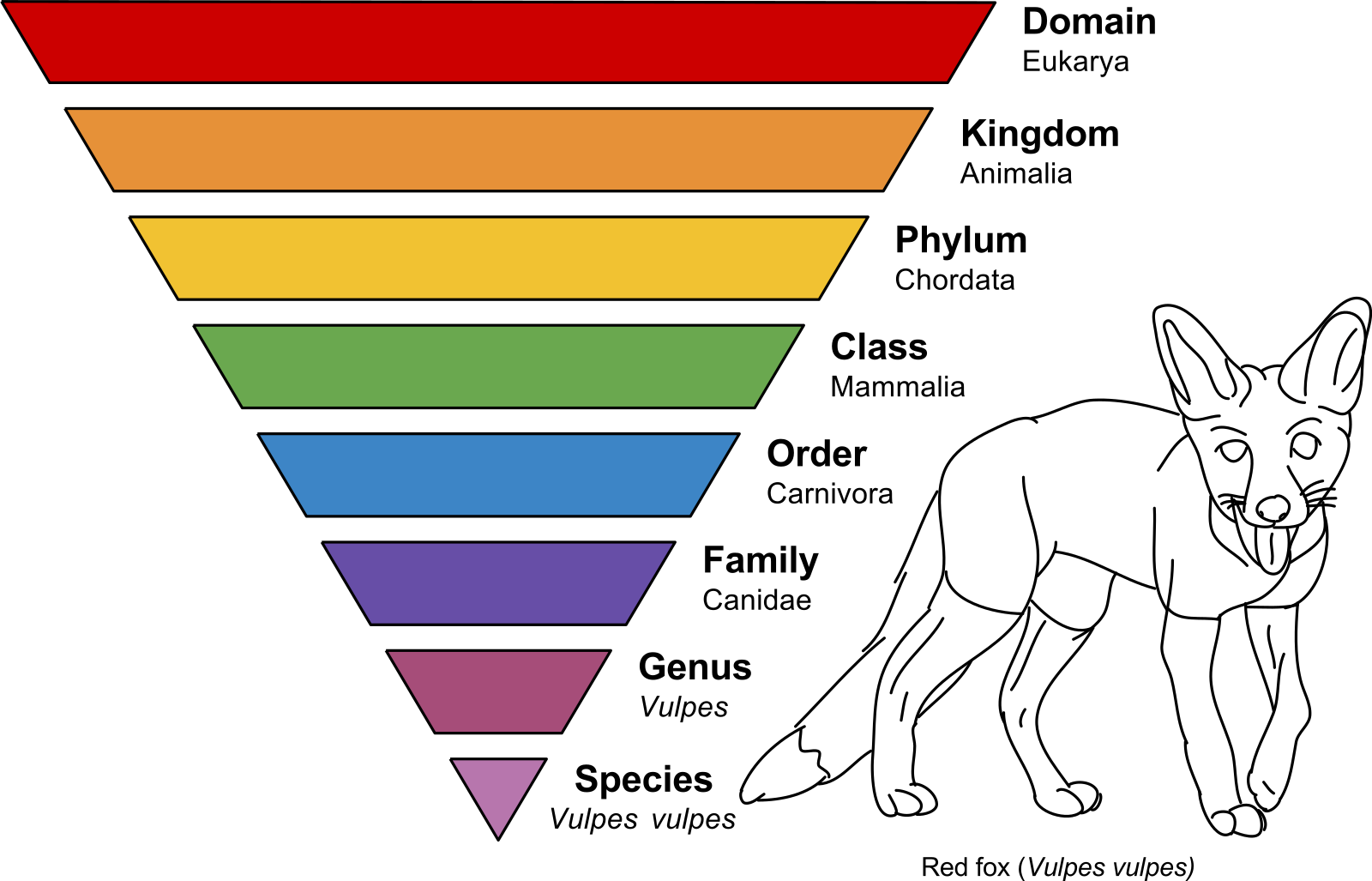 Taxonomic_Rank_Graph.svg.png
