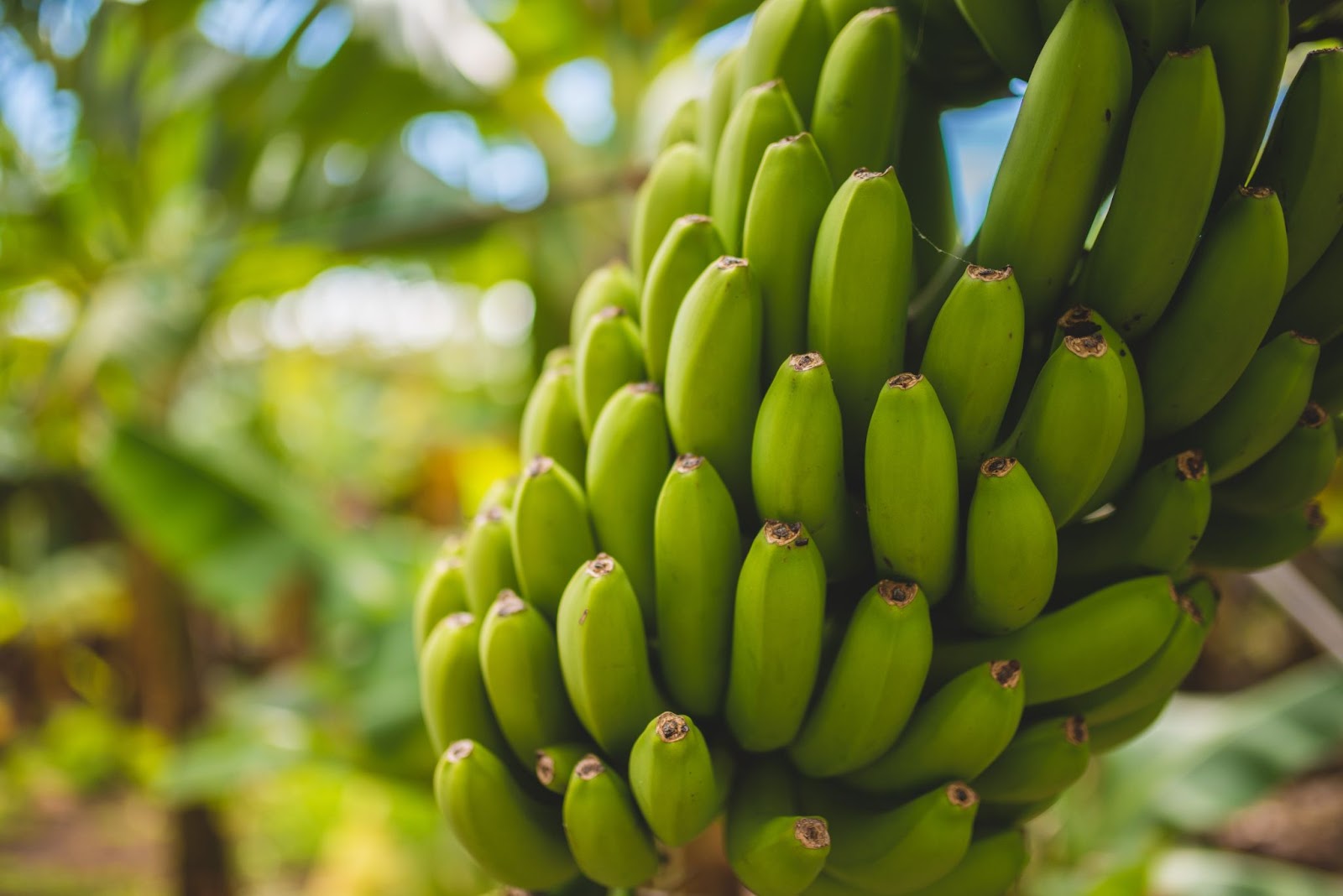 banana tree varieties produce fruit at the same rate