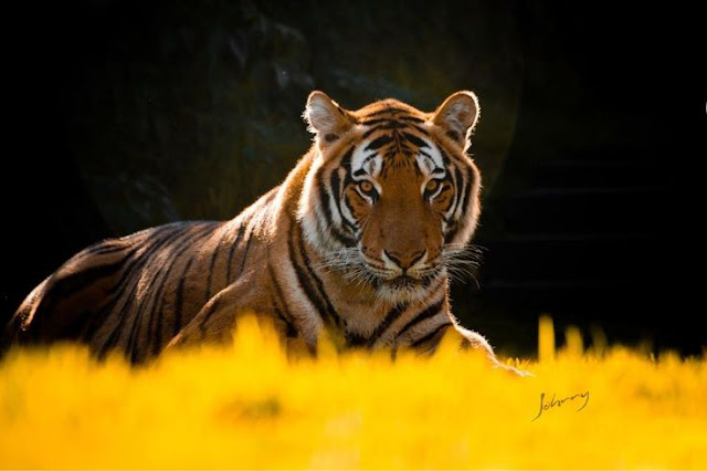Tigre sentado numa planície.