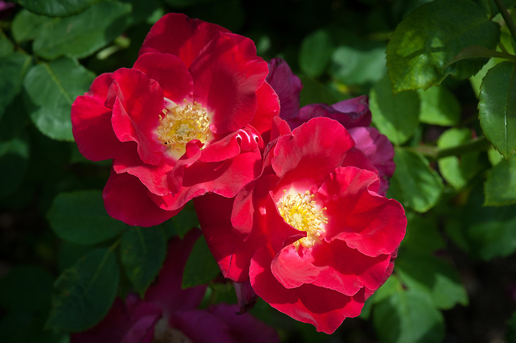 роза ROSE RED COAT