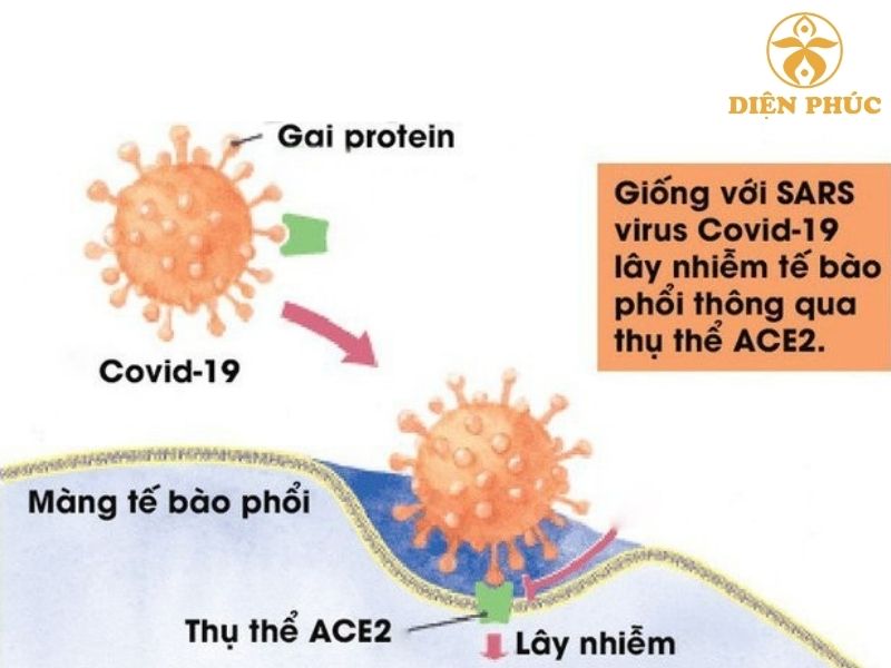 cach-thuc-corona-virus-tan-cong-phoi