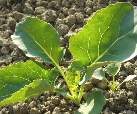 Formation of The Third True Leaf of broccoli plant 