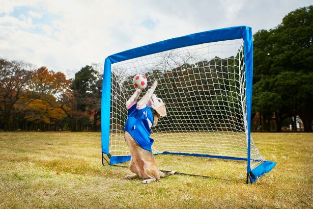 Beagle saving football in goal