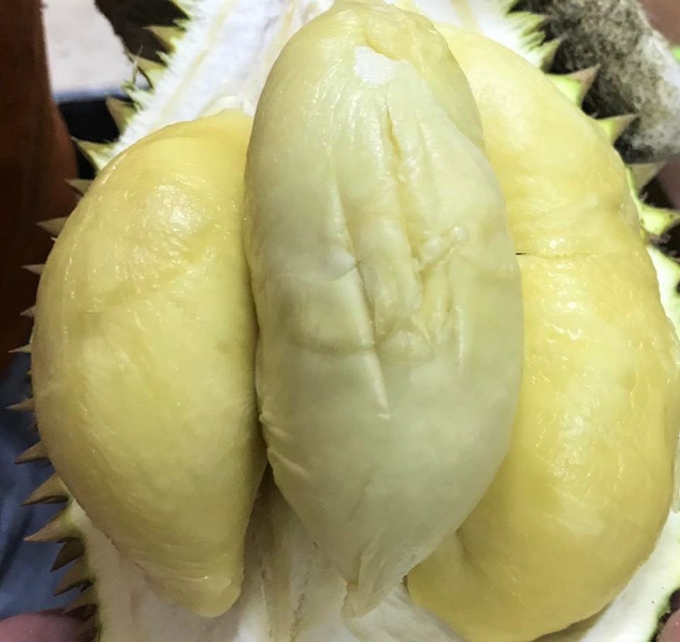 xo d24 durian